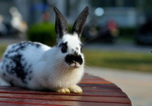 成人兔子拜年视频,兔子拜年视频萌动人心